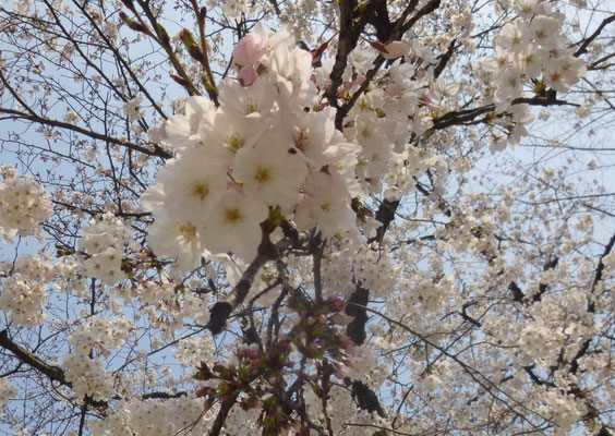 お花見