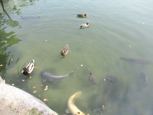 大濠公園へ外出してきました！