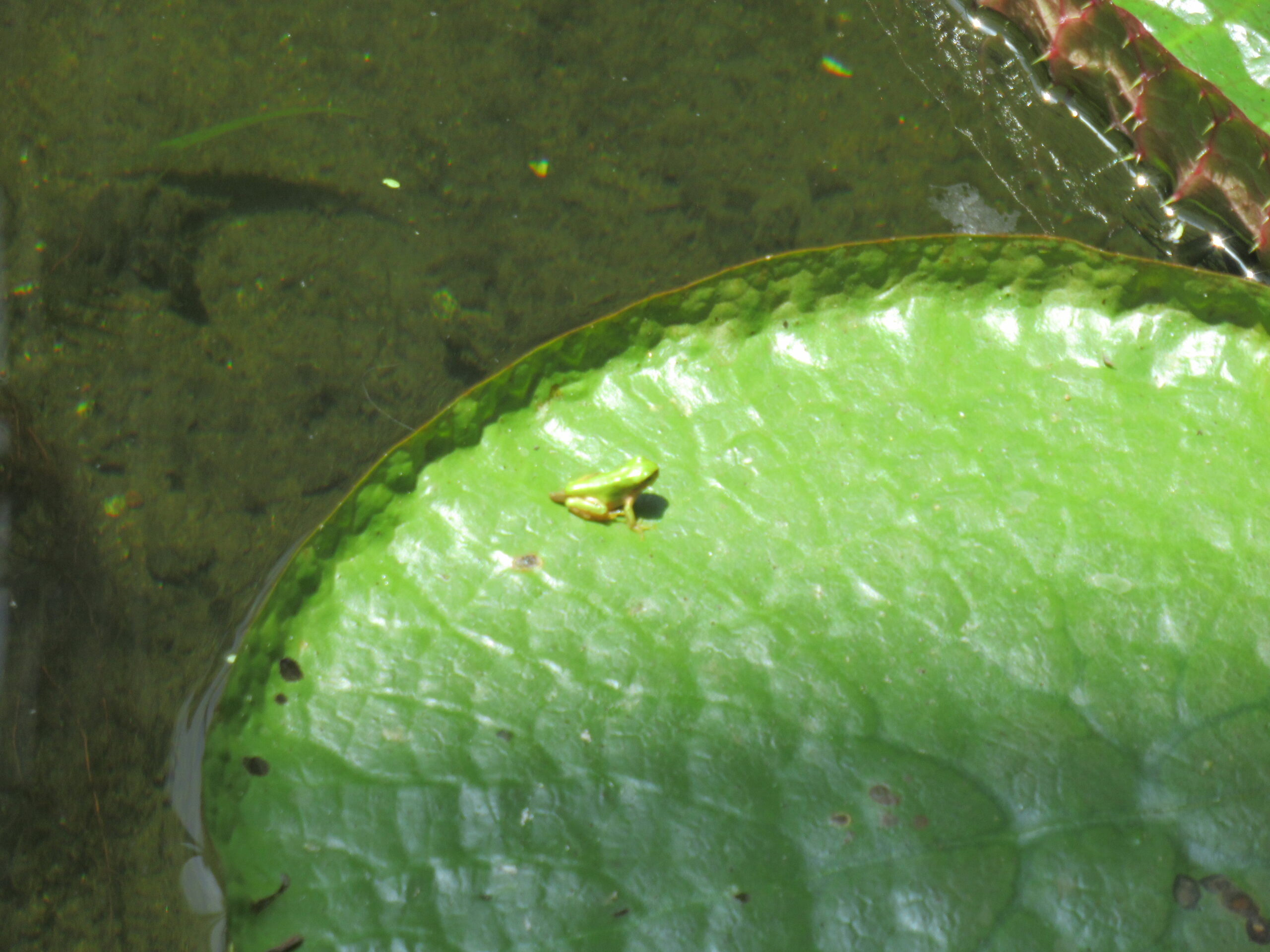 【特養】福岡市植物園、福岡タワーへ
