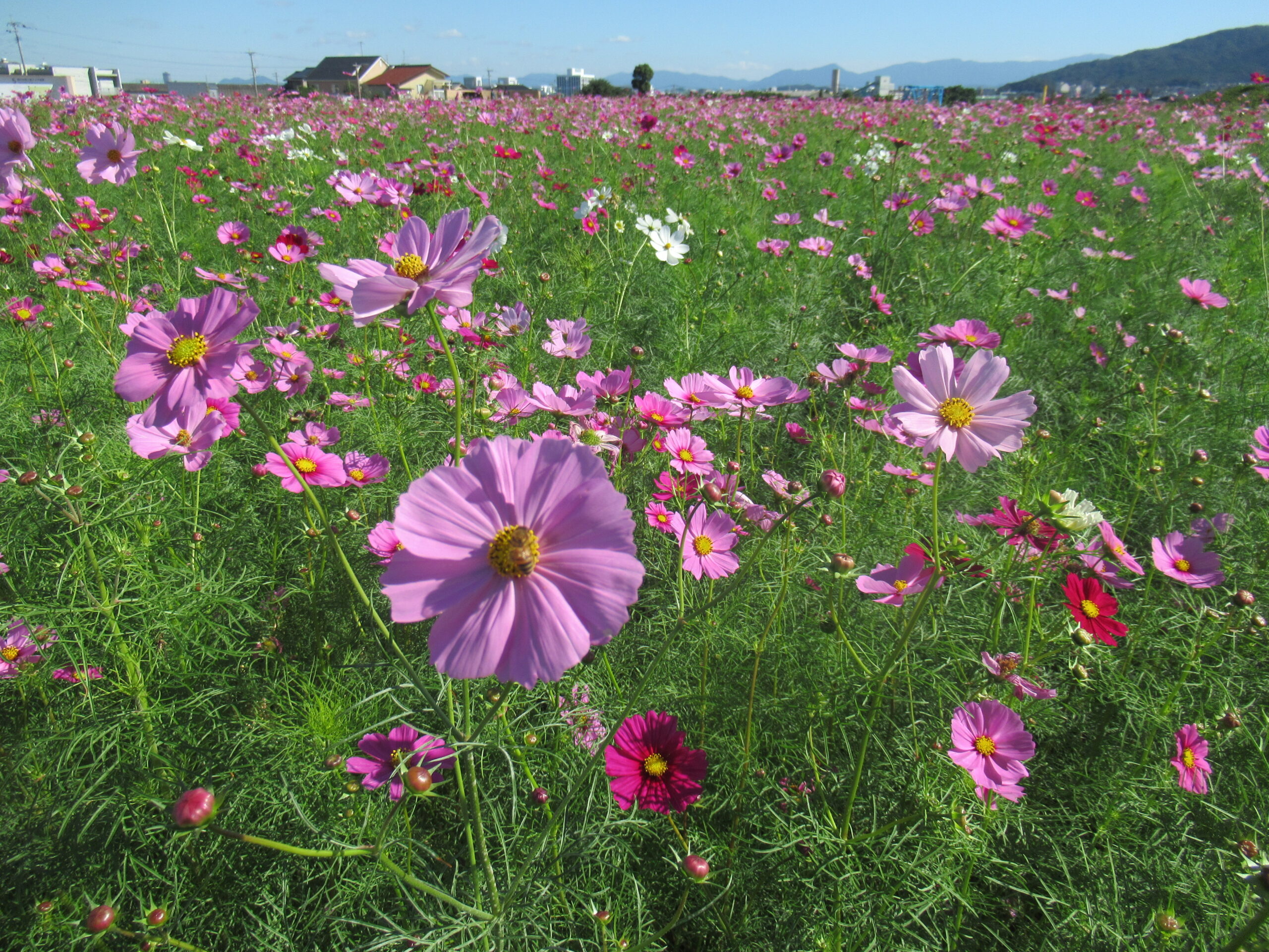 【特養】個別外出