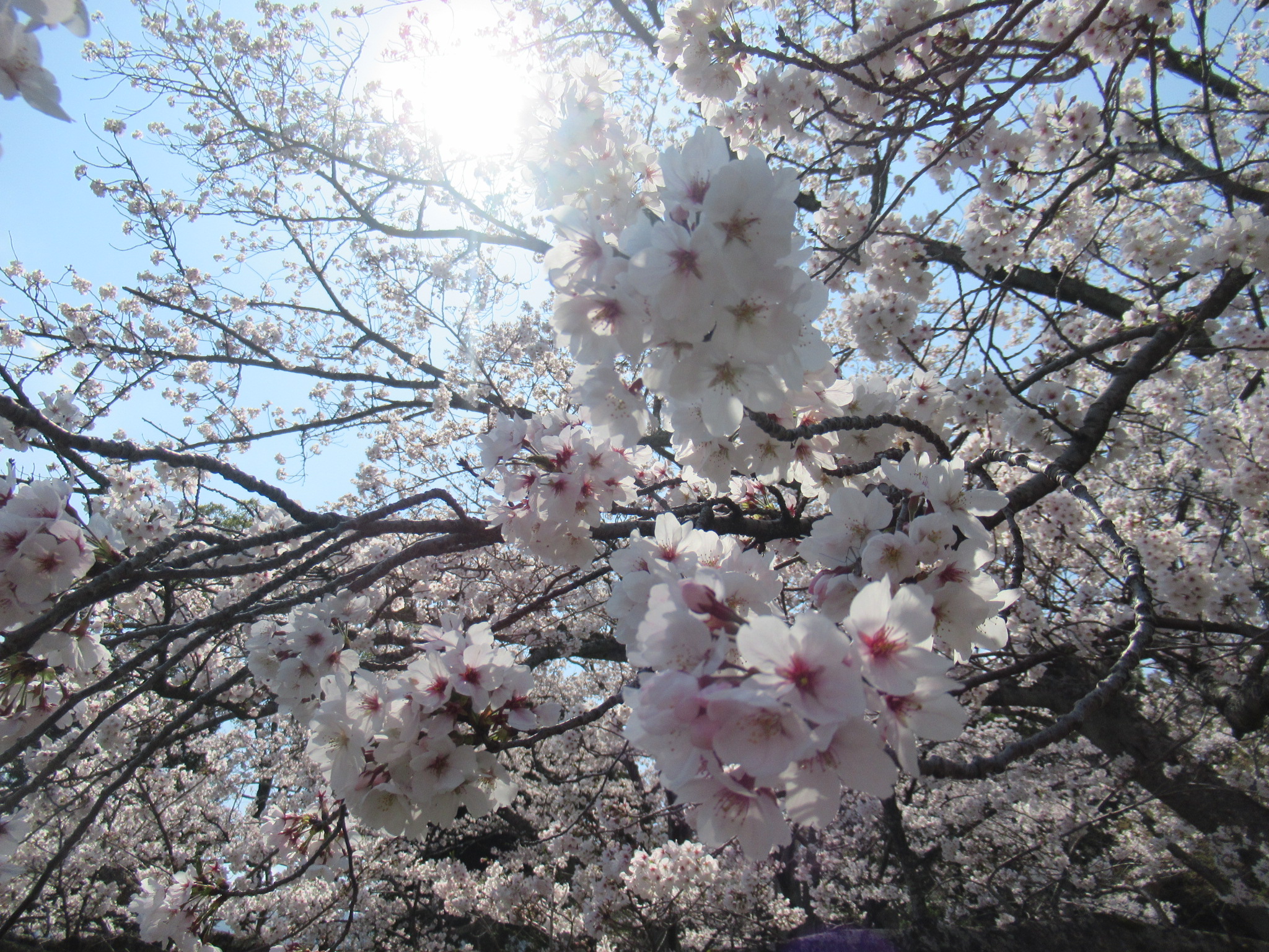 【特養】お花見